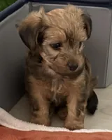 Chip, a male Yorkipoo for sale in Port Saint Lucie, FL – Photo 2 of 3