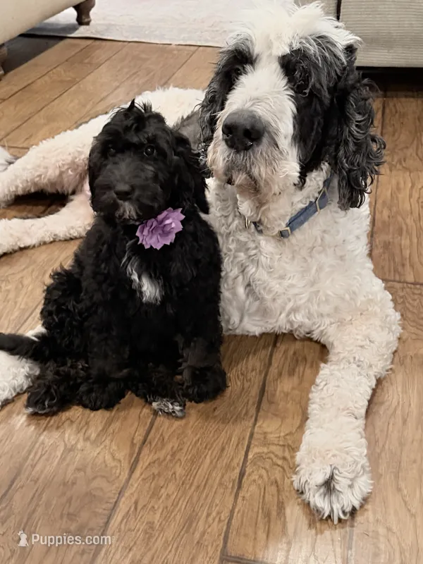 Athena – Miniature Bernedoodle puppy for sale in Newport, NC