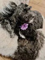 Athena, a female Miniature Bernedoodle for sale in Newport, NC – 3 of 3