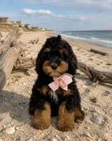Hera , a female Miniature Bernedoodle for sale in Newport, NC – 1 of 1