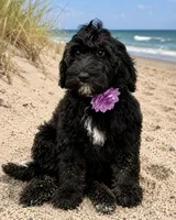 Athena, a female Miniature Bernedoodle for sale in Newport, NC – 2 of 3