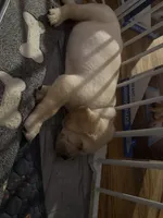 Green, a male Labrador Retriever for sale in Central Point, OR – 3 of 3