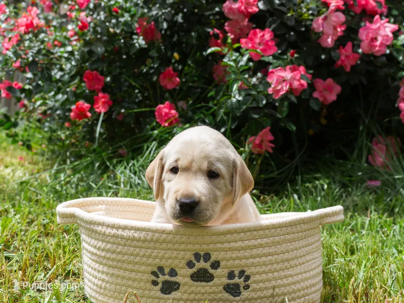 Red – Labrador Retriever puppy for sale in Central Point, OR