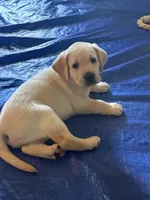 Green, a male Labrador Retriever for sale in Central Point, OR – 2 of 3