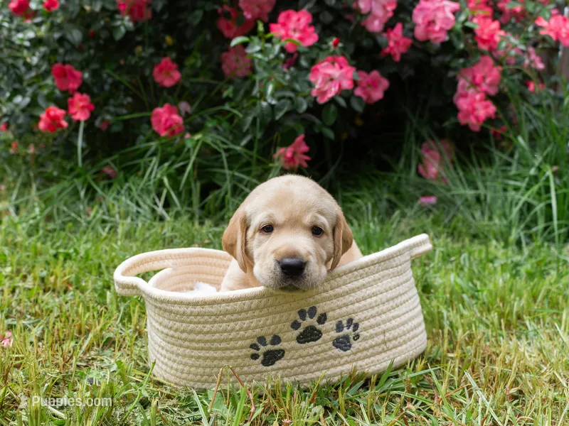 Red – Labrador Retriever puppy for sale in Central Point, OR
