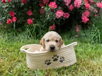 Red, a male Labrador Retriever for sale in Central Point, OR – 1 of 2