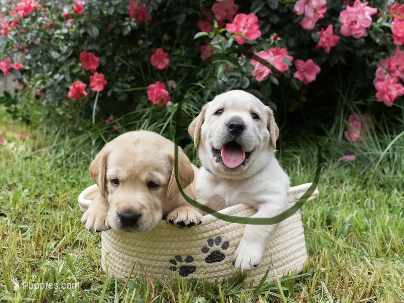 Green – Labrador Retriever puppy for sale in Central Point, OR