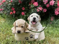 Green, a male Labrador Retriever for sale in Central Point, OR – 1 of 3