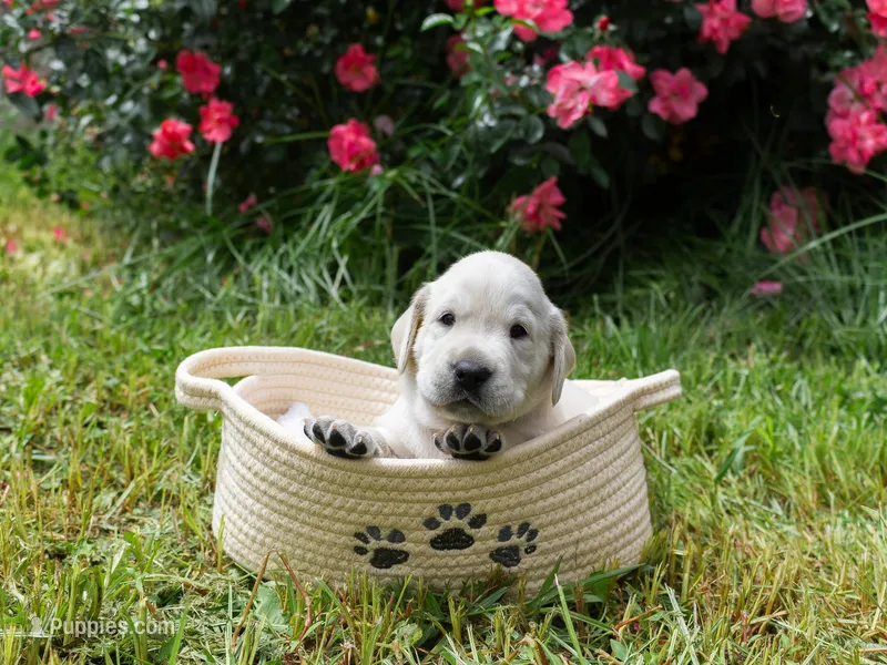Purple – Labrador Retriever puppy for sale in Central Point, OR