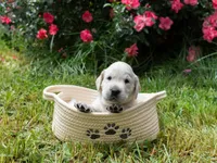 Purple, a female Labrador Retriever for sale in Central Point, OR – 1 of 3
