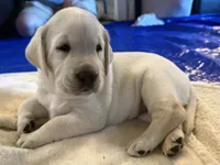 Purple, a female Labrador Retriever for sale in Central Point, OR – 2 of 3