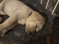 Purple, a female Labrador Retriever for sale in Central Point, OR – 3 of 3