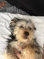 Broski, a male Shorkie for sale in Cleveland, OH – 2 of 2