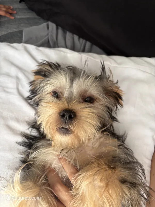 Broski – Shorkie puppy for sale in Cleveland, OH