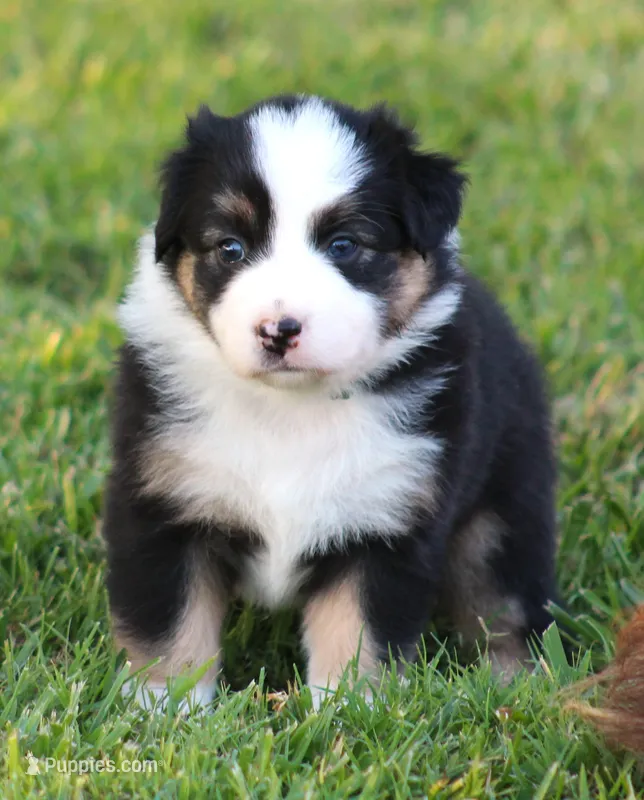 Josie – Australian Shepherd puppy for sale in Cookeville, TN