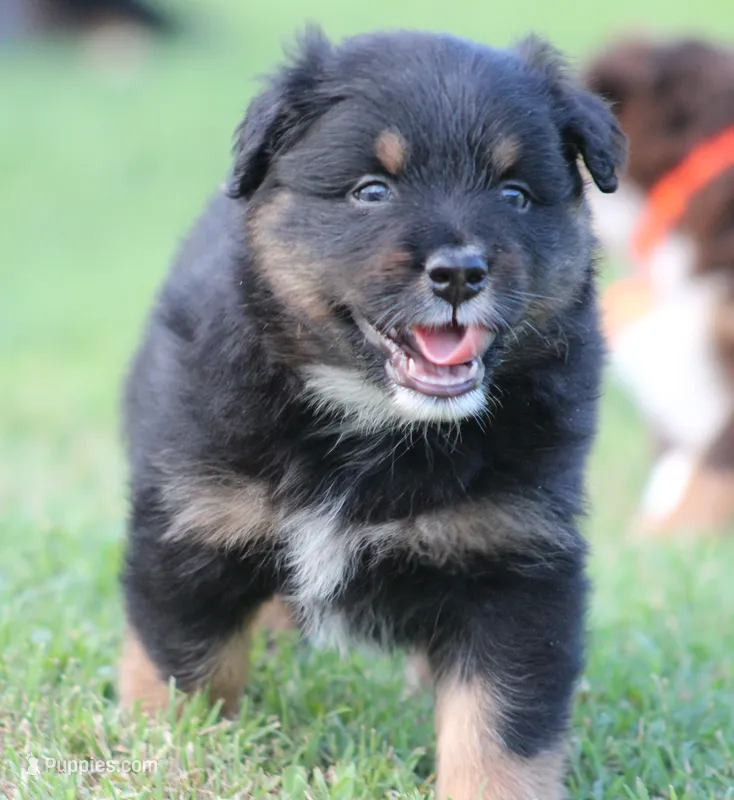 Jackson – Australian Shepherd puppy for sale in Cookeville, TN