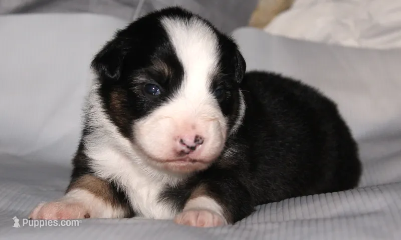Josie – Australian Shepherd puppy for sale in Cookeville, TN