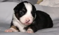 Josie, a female Australian Shepherd for sale in Cookeville, TN – 1 of 8