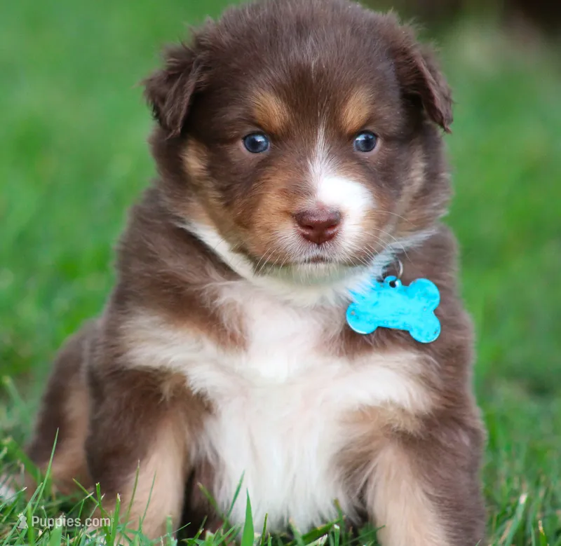 Shelby – Australian Shepherd puppy for sale in Cookeville, TN