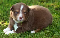springer, a male Australian Shepherd for sale in Cookeville, TN – 2 of 9