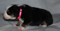 Lindsay, a female Australian Shepherd for sale in Cookeville, TN – 4 of 5