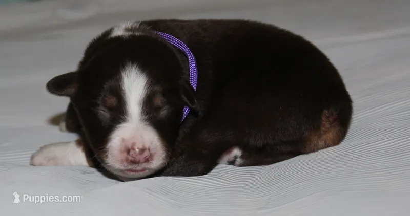 Sunny – Australian Shepherd puppy for sale in Cookeville, TN