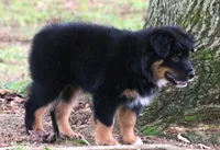 Jackson, a male Australian Shepherd for sale in Cookeville, TN – 8 of 9