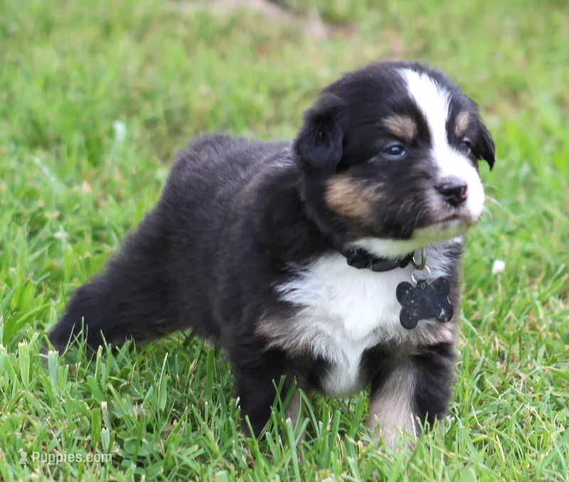 Flash – Australian Shepherd puppy for sale in Cookeville, TN