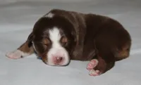Whiskey, a male Australian Shepherd for sale in Cookeville, TN – 6 of 8