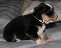 Jackie, a female Australian Shepherd for sale in Cookeville, TN – 5 of 7