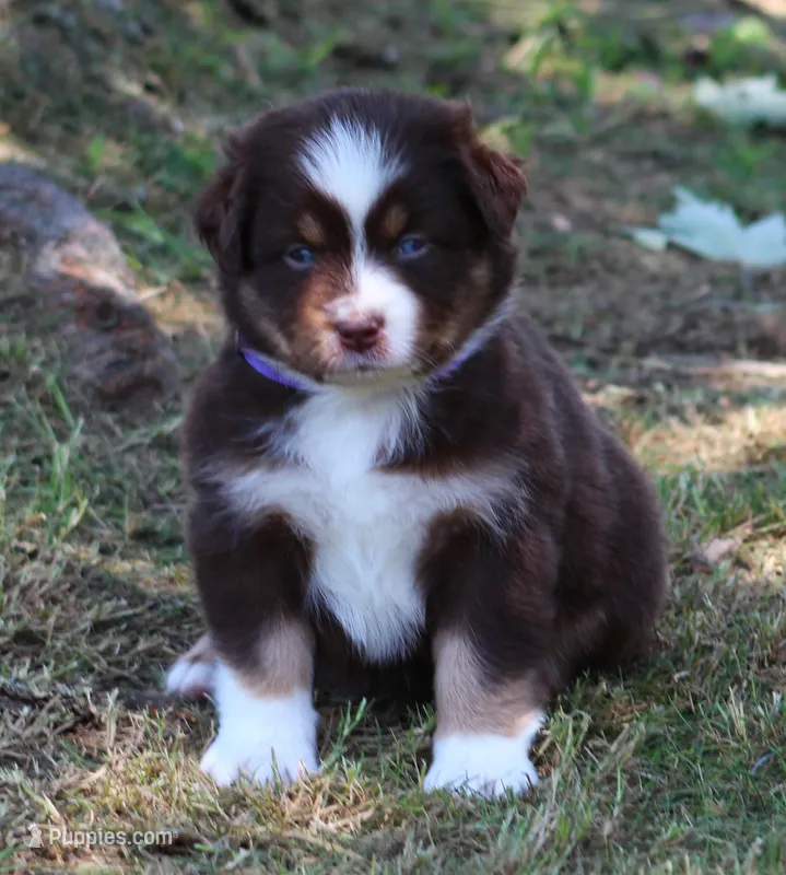 Gracie – Australian Shepherd puppy for sale in Cookeville, TN