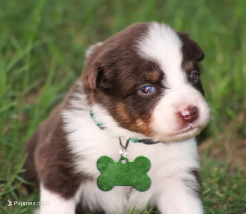Rebel – Australian Shepherd puppy for sale in Cookeville, TN