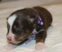 Gracie, a female Australian Shepherd for sale in Cookeville, TN – 2 of 8