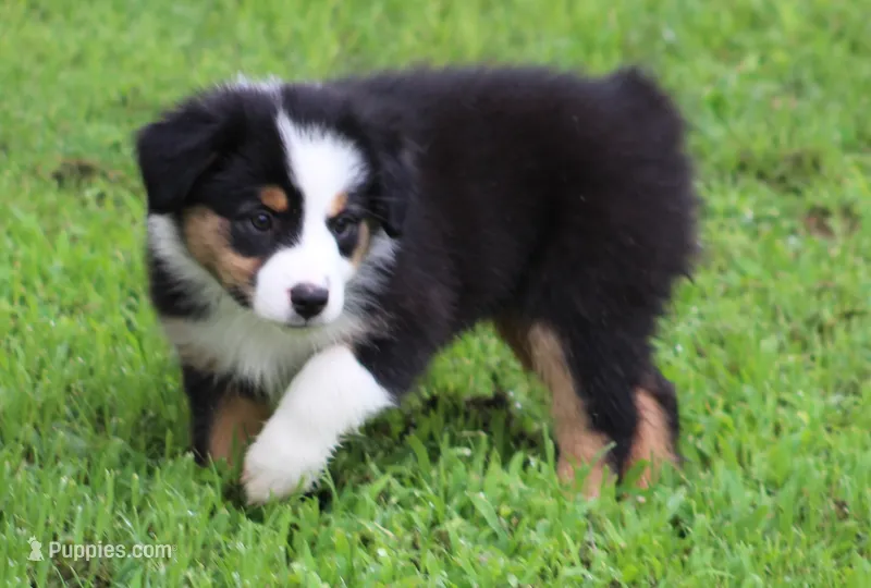 Jenna – Australian Shepherd puppy for sale in Cookeville, TN