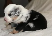 Steele, a male Australian Shepherd for sale in Cookeville, TN – Photo 7 of 10