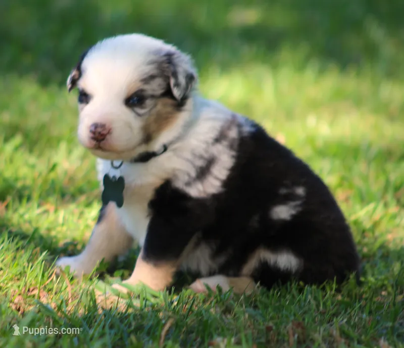 Steele – Australian Shepherd puppy for sale in Cookeville, TN