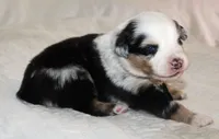 Steele, a male Australian Shepherd for sale in Cookeville, TN – Photo 6 of 10