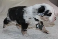 Steele, a male Australian Shepherd for sale in Cookeville, TN – Photo 9 of 10