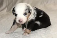 Steele, a male Australian Shepherd for sale in Cookeville, TN – Photo 8 of 10