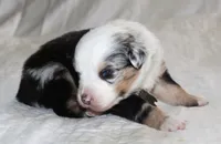 Steele, a male Australian Shepherd for sale in Cookeville, TN – Photo 5 of 10