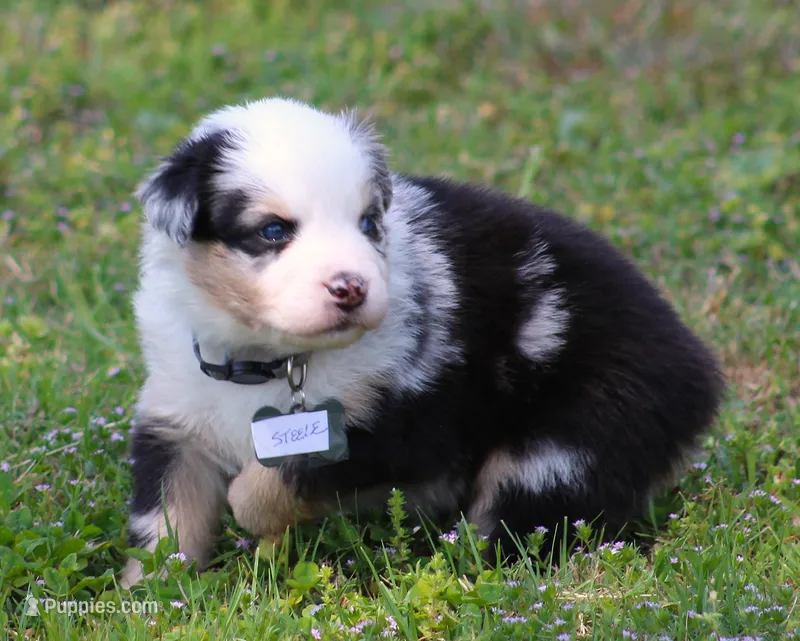 Steele – Australian Shepherd puppy for sale in Cookeville, TN
