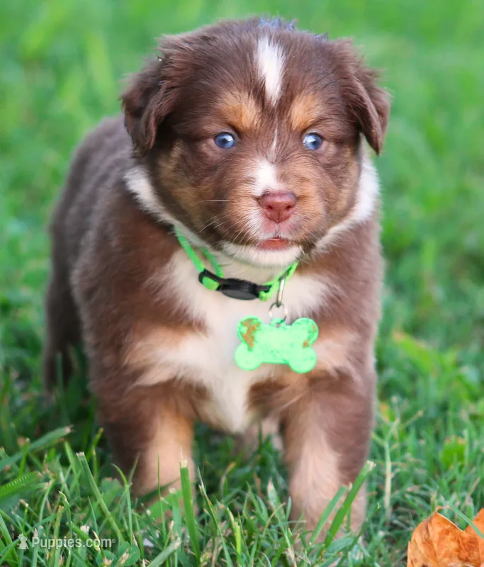 Kinsey – Australian Shepherd puppy for sale in Cookeville, TN