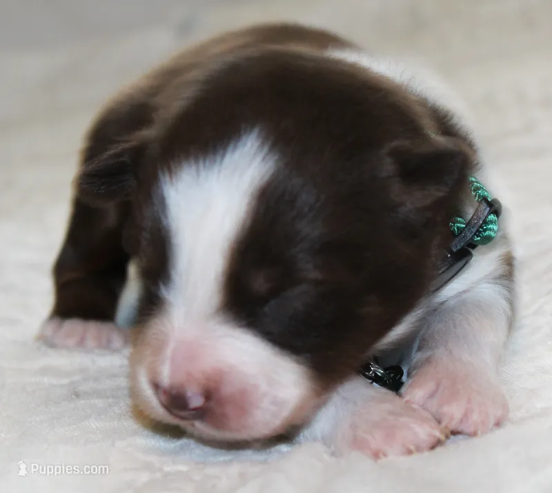 Rebel – Australian Shepherd puppy for sale in Cookeville, TN