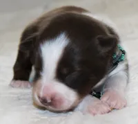 Rebel, a male Australian Shepherd for sale in Cookeville, TN – 1 of 10