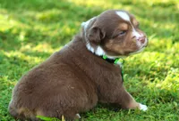 Kinsey, a female Australian Shepherd for sale in Cookeville, TN – 5 of 10