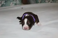 Sunny, a female Australian Shepherd for sale in Cookeville, TN – 6 of 10
