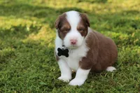 Scout, a male Australian Shepherd for sale in Cookeville, TN – 7 of 9