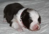 Charlotte, a female Australian Shepherd for sale in Cookeville, TN – 7 of 10