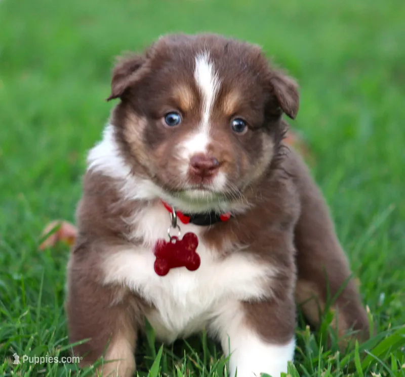 Ellie – Australian Shepherd puppy for sale in Cookeville, TN
