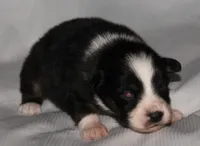 Layla, a female Australian Shepherd for sale in Cookeville, TN – 6 of 7